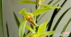 从古至今 兰花的象征意义