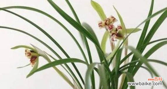 传承千年的高雅之花 兰花的寓意与象征意义