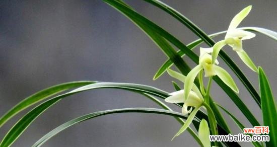 兰花的花语及象征意义的探索 解读兰花的花语之意义