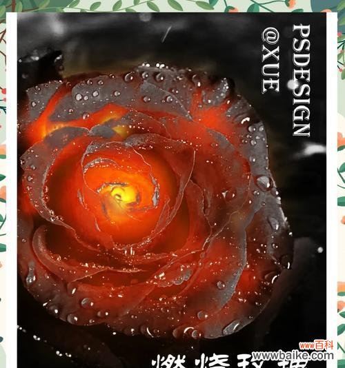 点燃玫瑰花的特别含义是什么？