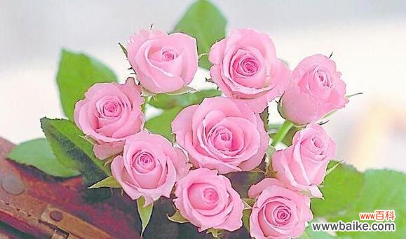 紫玫瑰传递了哪些情感？