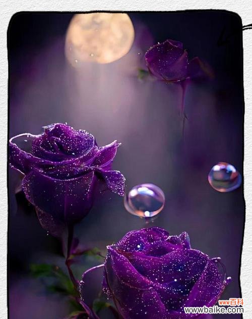 紫玫瑰传递了哪些情感？