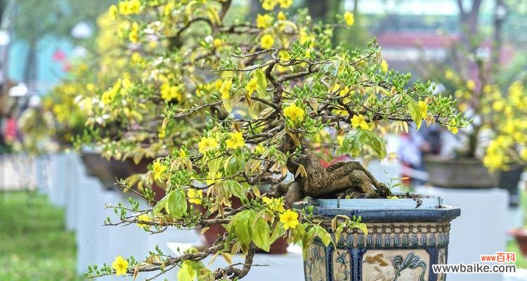 绿化盆栽有哪些功效？