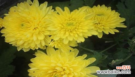 春节送菊花有什么寓意？菊花在春节文化中代表什么？