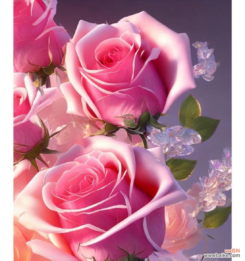 十八朵粉色玫瑰花的花语是什么？