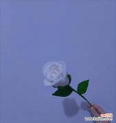 白色点缀蓝色玫瑰花有何特别意义？