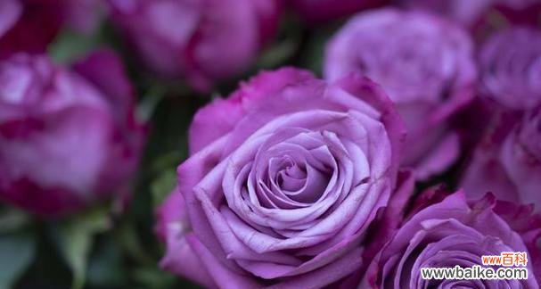 女生排队送男生玫瑰花有何深意?