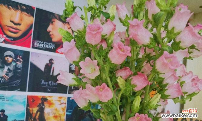 揭开风铃草的花语之谜，探寻其各种含义 风铃草的花语