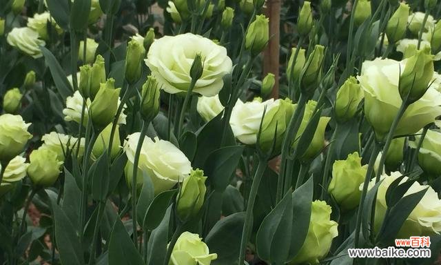 探寻绿色洋桔梗的内涵和象征意义 绿色洋桔梗的花语