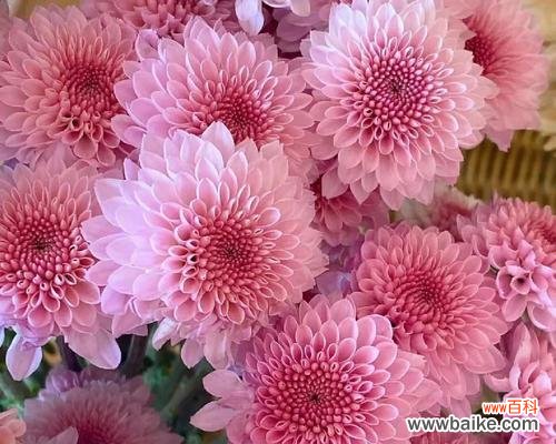 揭示小雏菊传递的美好意义 小雏菊的花语