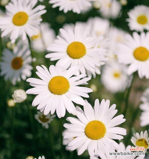 揭示小雏菊传递的美好意义 小雏菊的花语