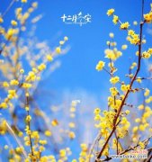 探秘腊梅的花语，解读人与自然的关系 腊梅花语