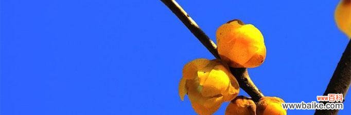 探秘腊梅的花语，解读人与自然的关系 腊梅花语