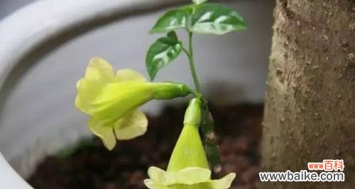 简单易行的步骤，让你拥有美丽的水培花 水繁殖花的正确方法