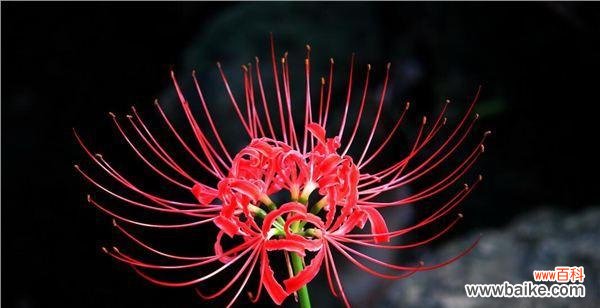 一场秋日盛宴的背后 传说与花语——彼岸花