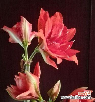 探寻中国文化中的红色符号 解读朱顶红的花语和寓意