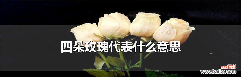 探寻玫瑰花背后的深层含义 玫瑰花的意义与象征