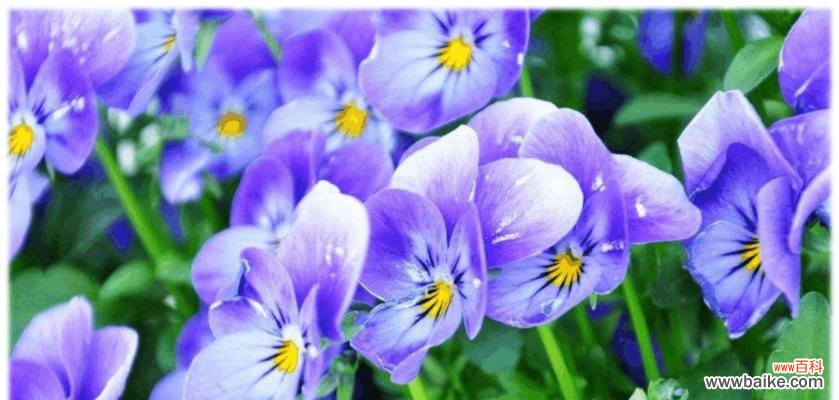 探寻以蓝桉花语的深层含义 以蓝桉的花语与美好生活