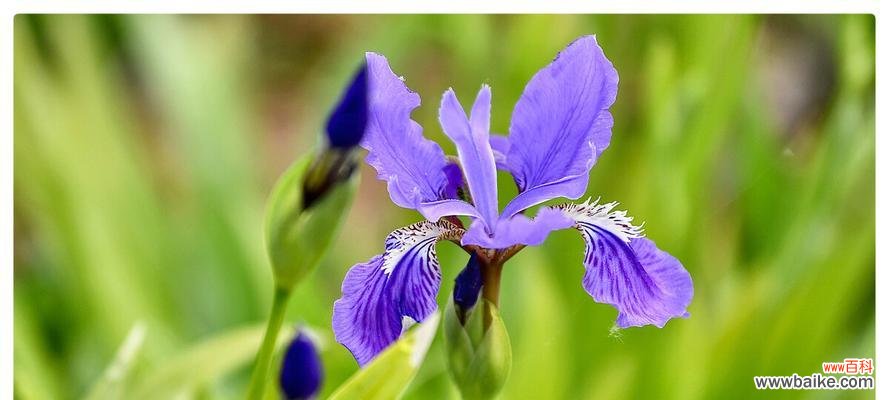 探寻蓝蝴蝶花的美丽象征与寓意 蓝蝴蝶花语
