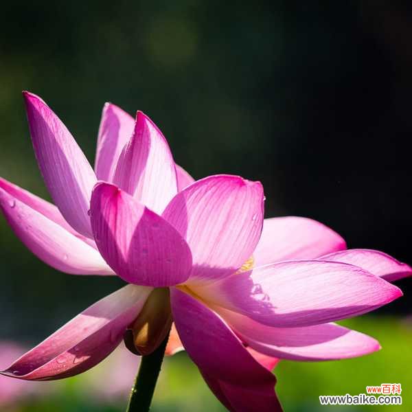 莲花的吃法,吃莲花对身体好吗