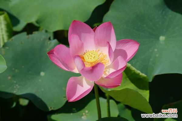 莲花的吃法,吃莲花对身体好吗