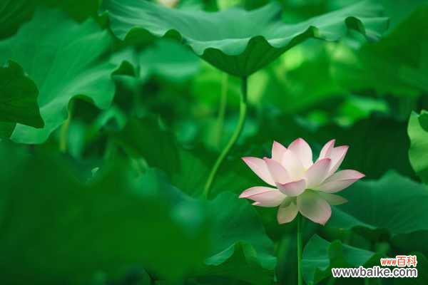 莲花的吃法,吃莲花对身体好吗