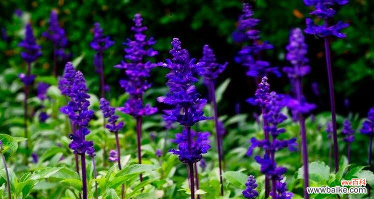 探寻蓝花鼠尾草的深层含义 蓝花鼠尾草花语——释放内心的宁静