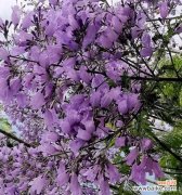 探寻蓝花楹的美丽与意义 蓝花楹