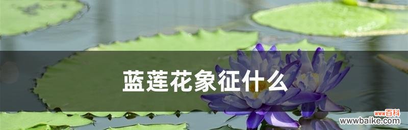 探索蓝莲花的意义和它在文化中的重要角色 蓝莲花的象征意义与文化传承