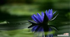 传递宁静与清新的自然信仰 蓝莲花的花语与美丽传承