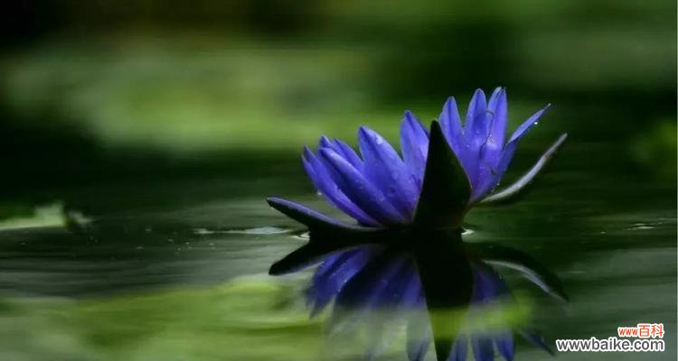 传递宁静与清新的自然信仰 蓝莲花的花语与美丽传承