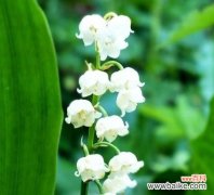 探寻蓝铃花的花语之谜 蓝铃花花语之美