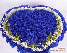 探寻蓝玫瑰的神秘之美 以蓝玫瑰的含义与象征