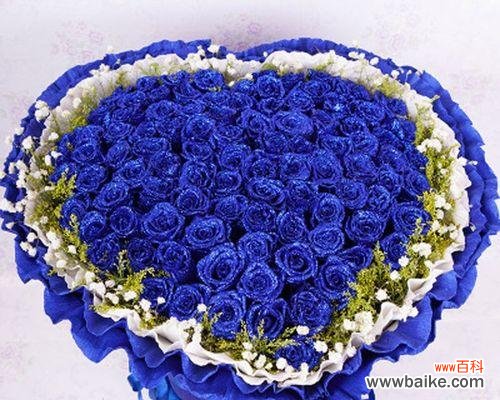 探寻蓝玫瑰的神秘之美 以蓝玫瑰的含义与象征