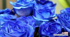 探索碎冰蓝玫瑰的花语 碎冰蓝玫瑰的花语及其寓意