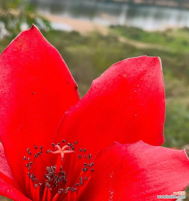 木棉的花语具体含义是什么？