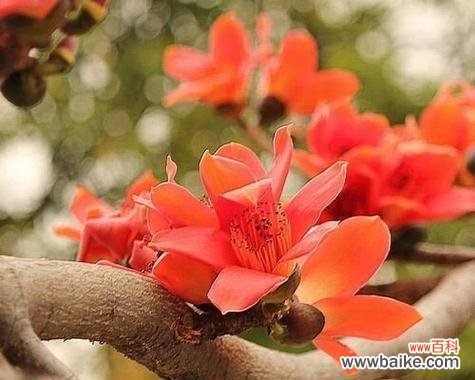 木棉的花语具体含义是什么？