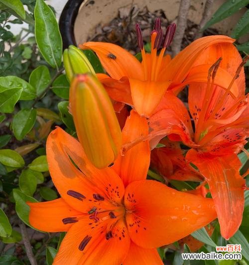 18朵百合花的特殊含义是什么？