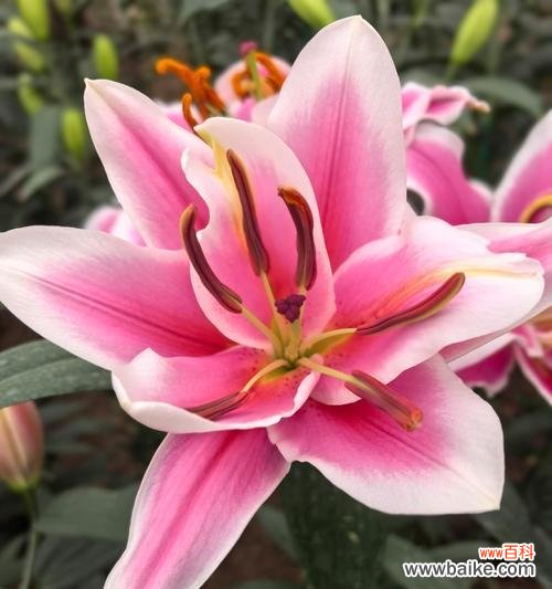 18朵百合花的特殊含义是什么？