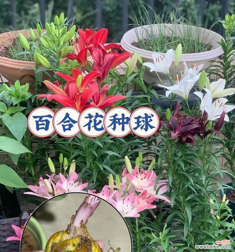 男生送女生百合花代表了什么？它传递了哪些情感？