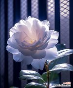 哪种花代表“我等你”的花语？