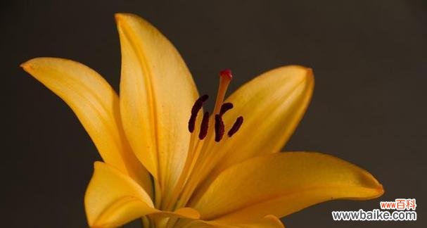 日本教室里放百合花什么意思？百合花在日本文化中的教育意义是什么？