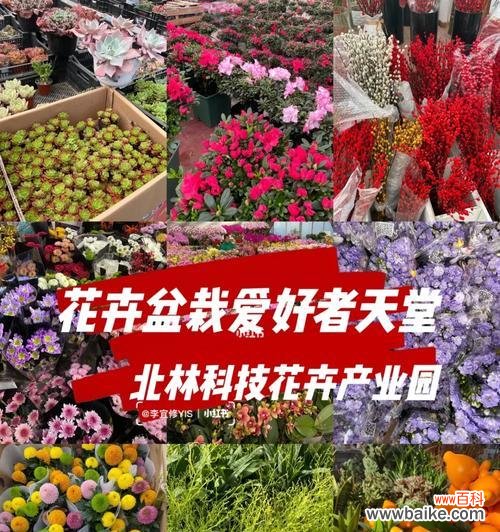 “百合控”这个词汇在花卉爱好者中代表什么？它通常用来描述什么样的人或行为？