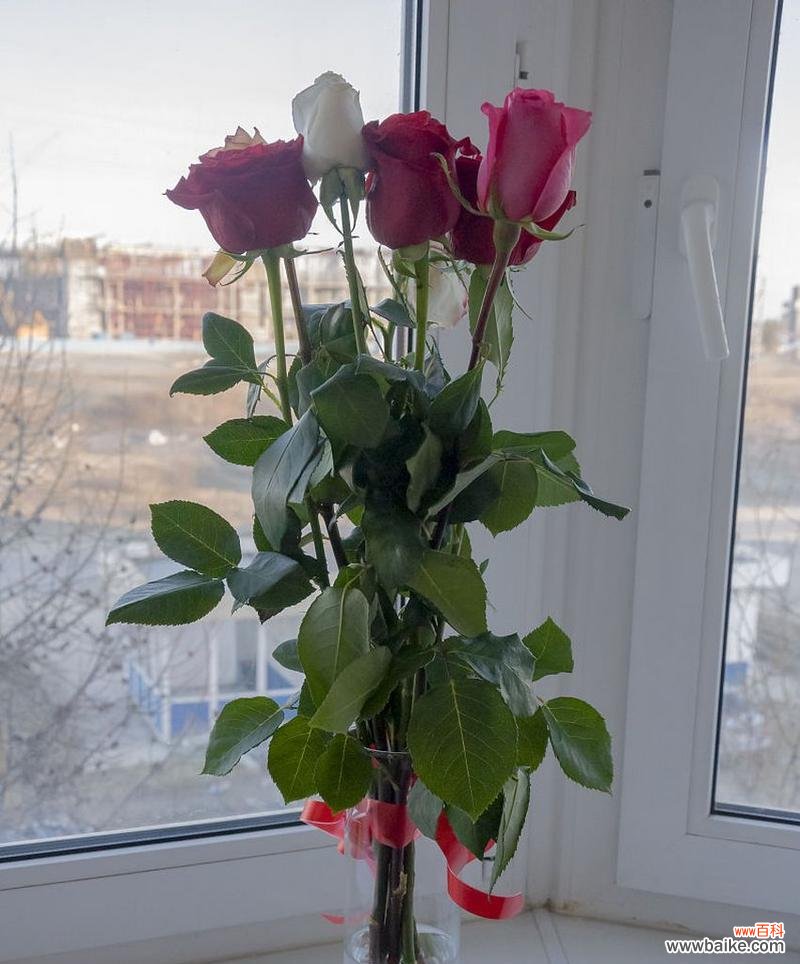 玫瑰花洒落水中象征着什么？