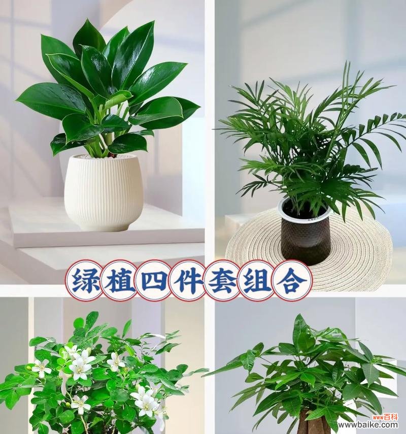 盆栽四大名种具体指哪些？