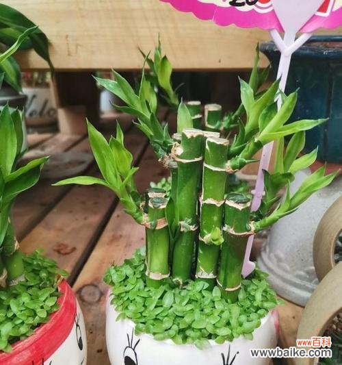 盆栽四大名种具体指哪些？