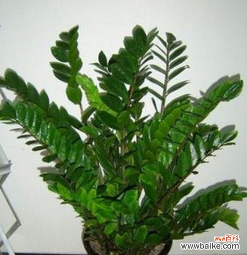 盆栽四大名种具体指哪些？