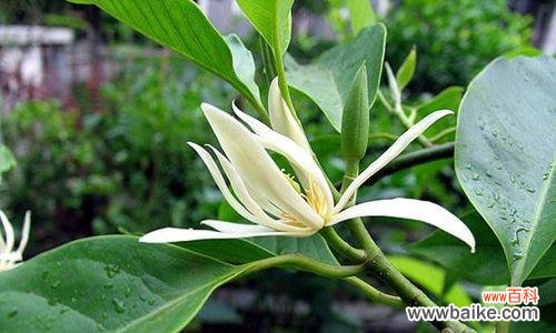 揭示这种花的丰富内涵与文化底蕴 含笑花花语