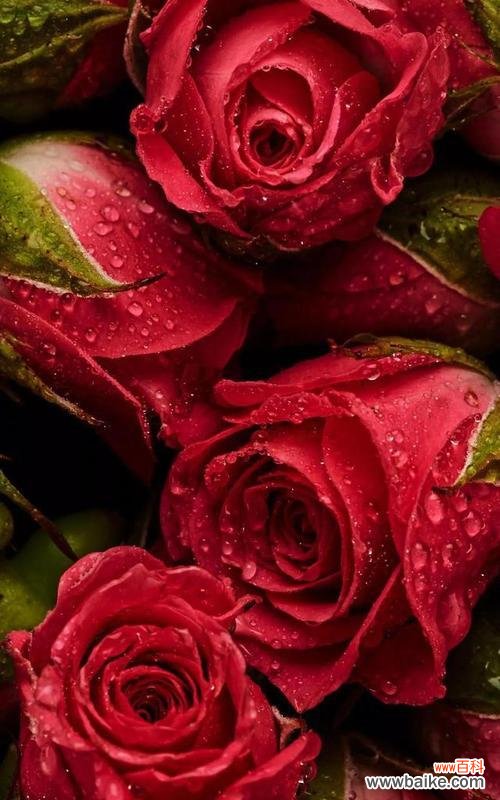 了解玫瑰花的语言，传递真挚情感 花意浓深