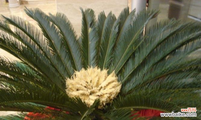 一花绽放千古情，生命之美跃然纸上 铁树开花的寓意